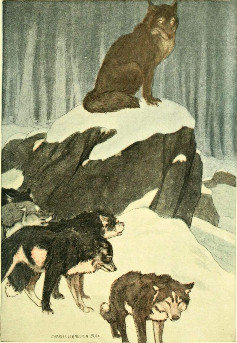 Bầy sói trong Nanh trắng