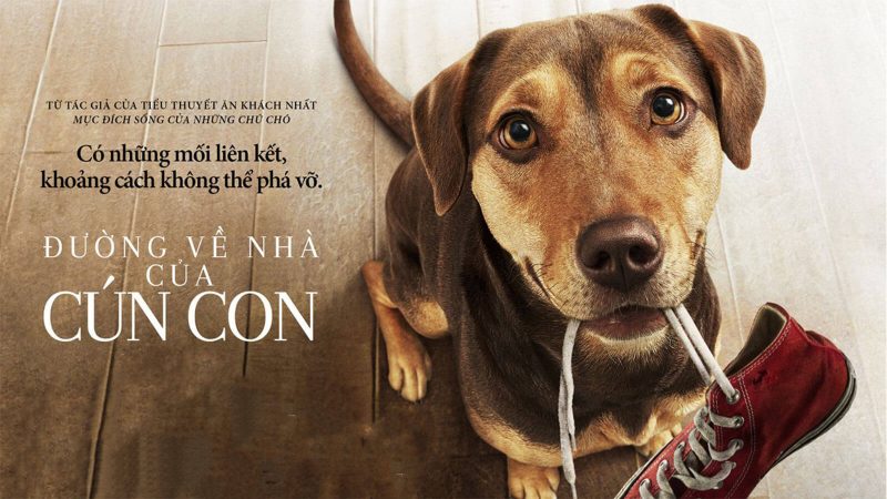 Phim Đường về nhà của cún con