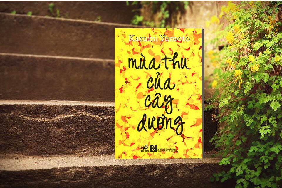Mùa thu của cây dương cùng những lá thư không lời hồi đáp tinh cam to lon cua Chakia danh cho ba cu e1618155596519 - Mùa thu của cây dương cùng những lá thư không lời hồi đáp