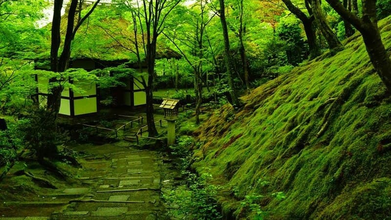 Thảm thiên nhiên tươi tốt bên trong ngôi đền rêu Saihoji