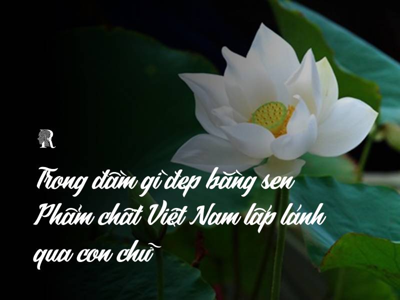 Trong đầm gì đẹp bằng sen: Phẩm chất Việt Nam lấp lánh qua con chữ