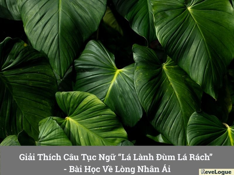 Giải Thích Câu Tục Ngữ “Lá Lành Đùm Lá Rách” - Bài Học Về Lòng Nhân Ái