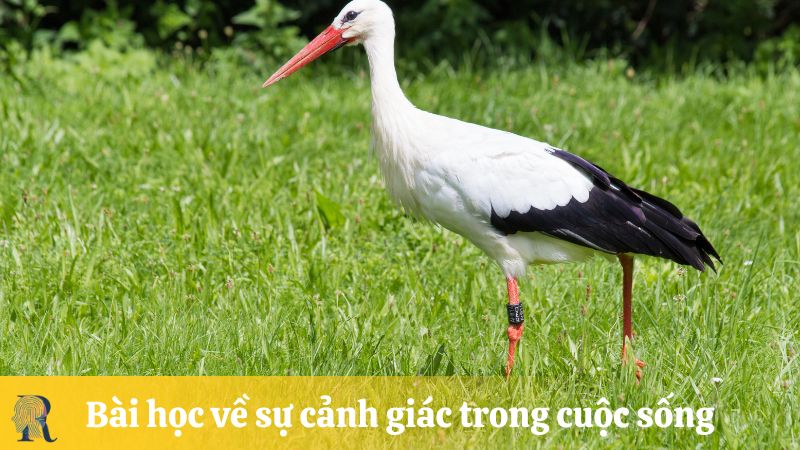Bài học về sự cảnh giác trong cuộc sống