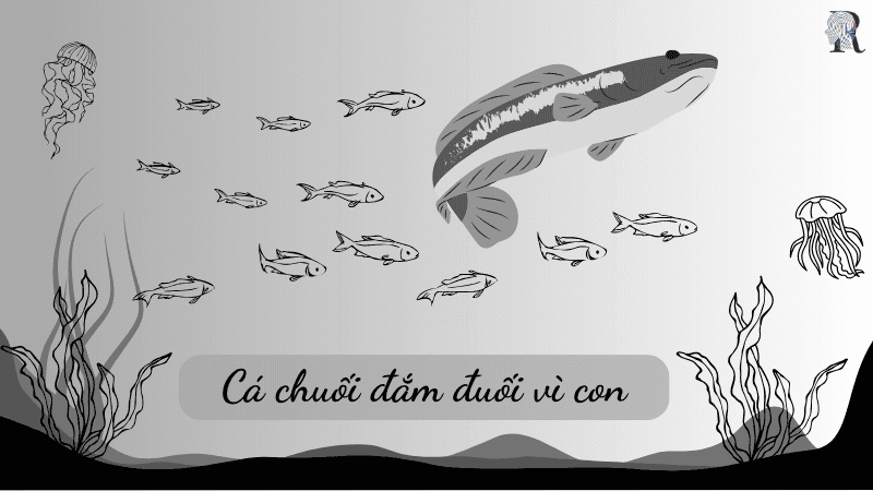 Cá chuối đắm đuối vì con