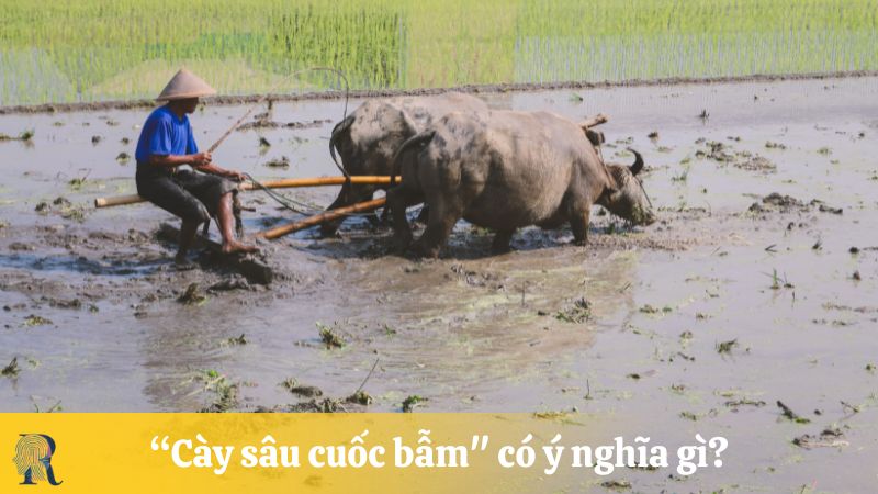 "Cày sâu cuốc bẫm" có ý nghĩa gì?