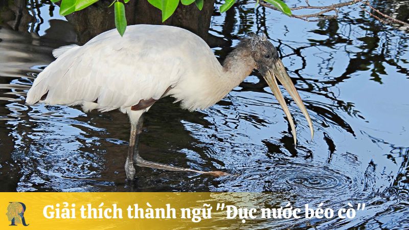 Giải thích thành ngữ "Đục nước béo cò"