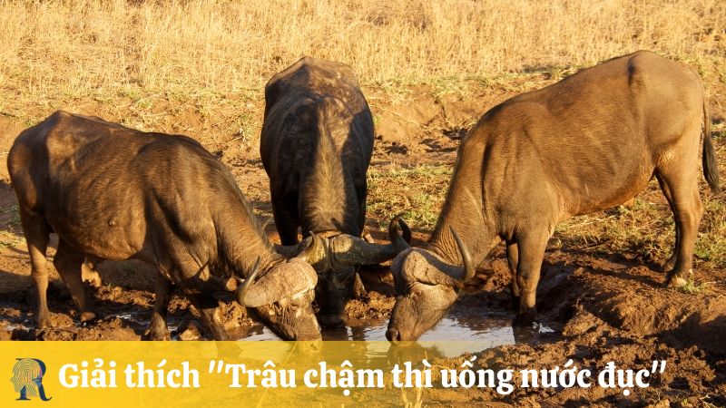 Giải thích "Trâu chậm thì uống nước đục"