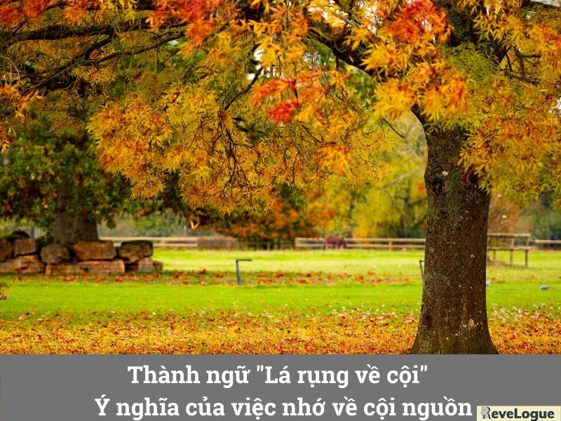 Thành ngữ "Lá rụng về cội" - Ý nghĩa của việc nhớ về cội nguồn