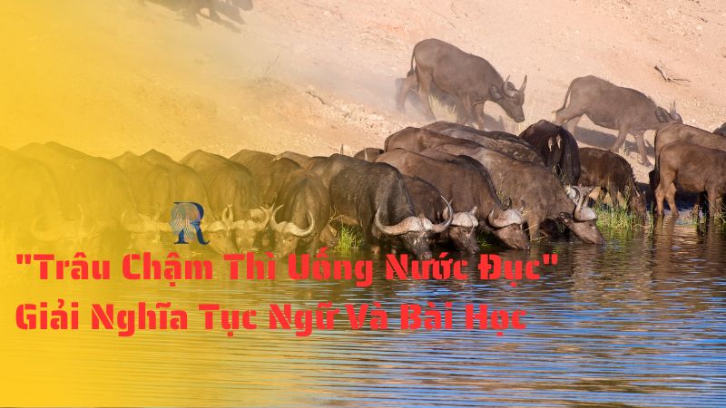 "Trâu Chậm Thì Uống Nước Đục" - Giải Nghĩa Tục Ngữ Và Bài Học