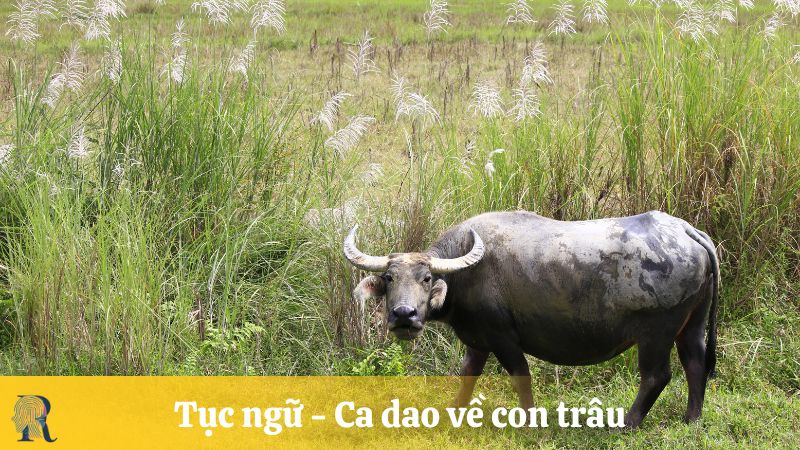 Tục ngữ - Ca dao về con trâu