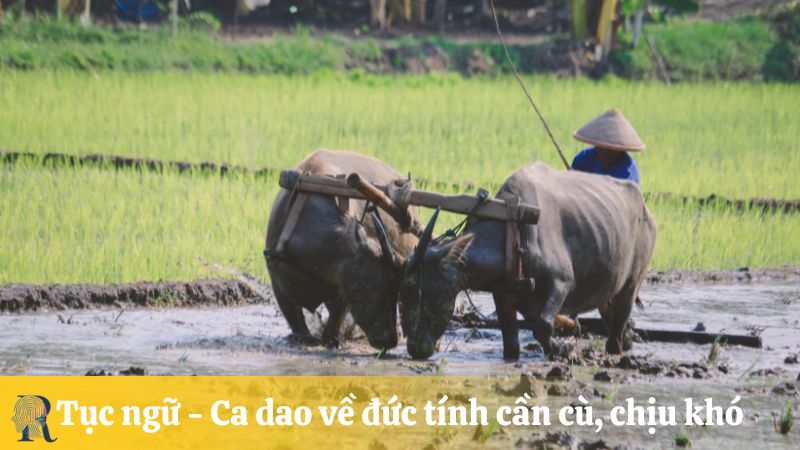 Tục ngữ - Ca dao về đức tính cần cù, chịu khó
