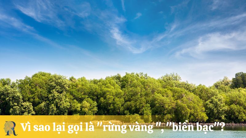 Vì sao lại gọi là "rừng vàng ", "biển bạc"?