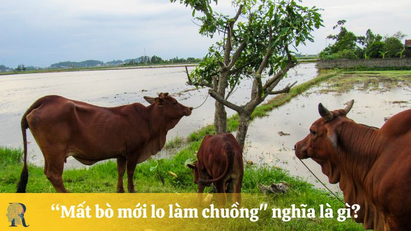 "Mất bò mới lo làm chuồng" nghĩa là gì?