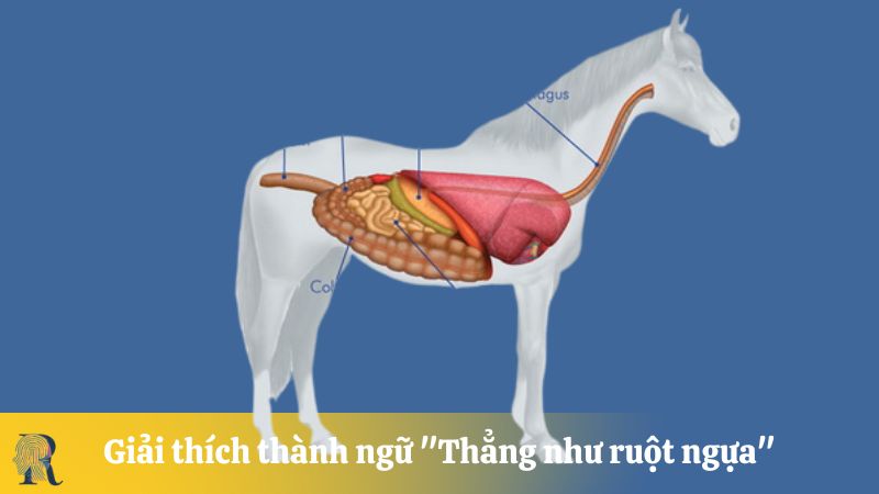 Giải thích thành ngữ "Thẳng như ruột ngựa"