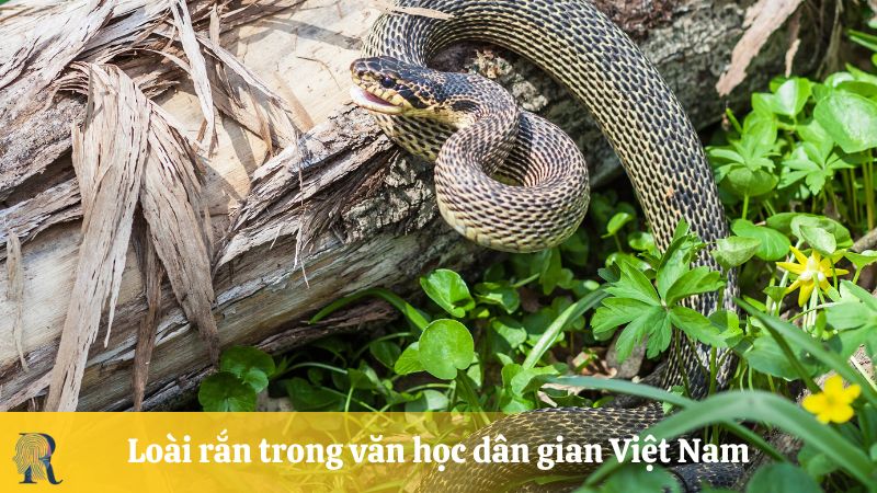 Loài rắn trong văn học dân gian Việt Nam