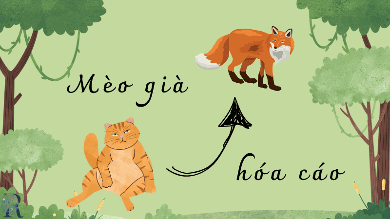 Mèo già hóa cáo