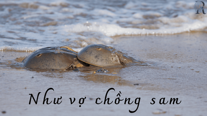 Như vợ chồng sam