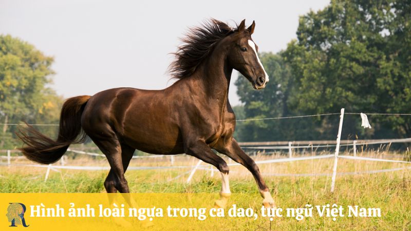 Hình ảnh loài ngựa trong ca dao, tục ngữ Việt Nam