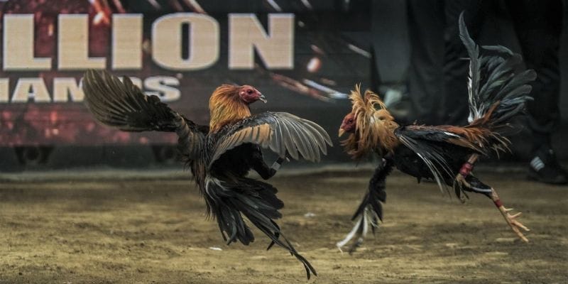 Các Loại Cược Trong Đá Gà VSBET