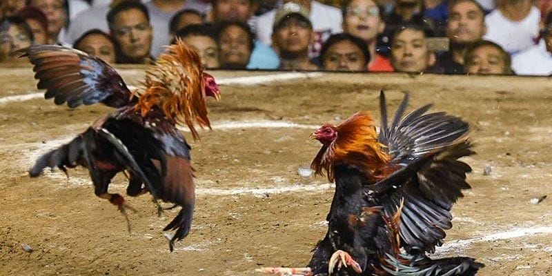 Hướng Dẫn Xem Trực Tiếp Trận Đá Gà Trên VSBET