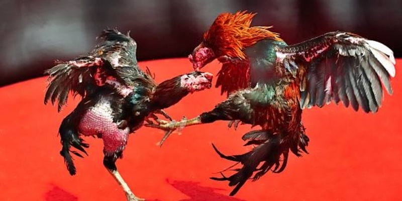 Cơ hội đổi thưởng nhanh chóng khi tham gia Da88.