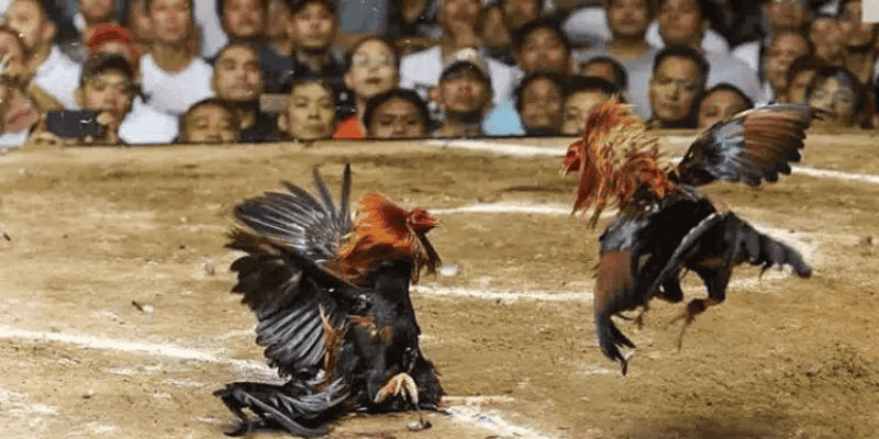 Tìm hiểu các loại kèo đá gà chọi