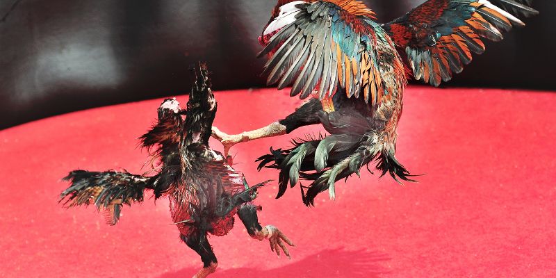 Bí quyết chăm sóc gà chọi chuyên nghiệp cho sư kê