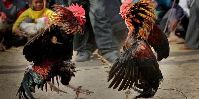 Đá Gà Sunwin – Sự kết hợp hoàn hảo giữa truyền thống và hiện đại