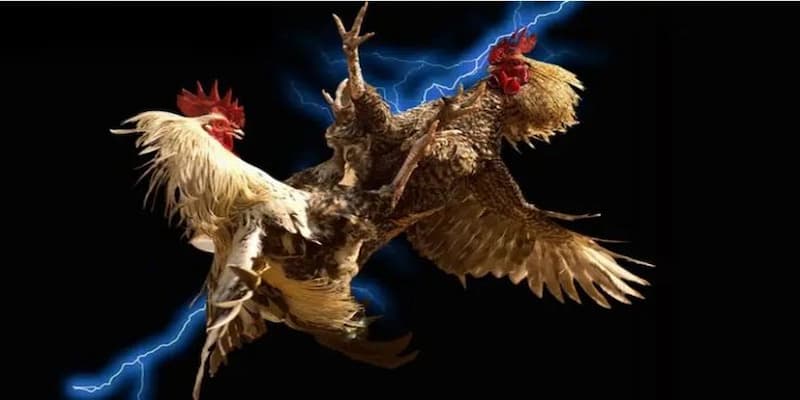 Các thể loại Đá Gà Sunwin phổ biến và cách tham gia