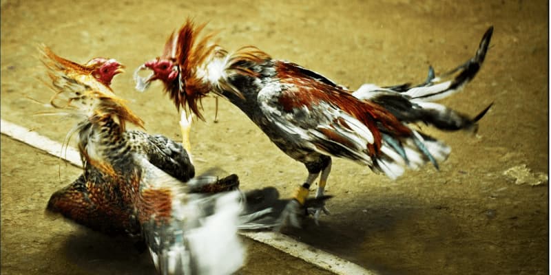 Ưu điểm vượt trội của Đá Gà Sunwin khiến cược thủ mê mẩn