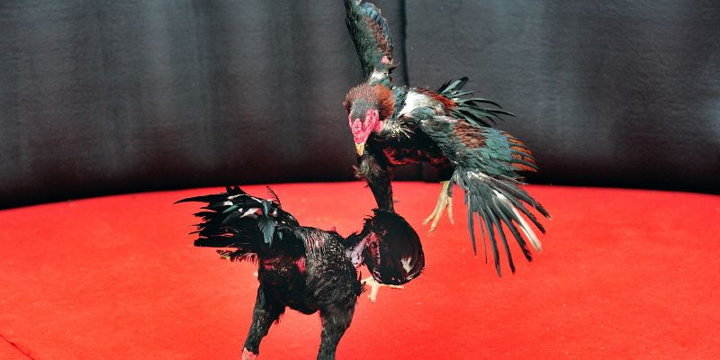 Lưu ý cho tân binh - Những sai lầm khiến chiến kê tụt phong độ
