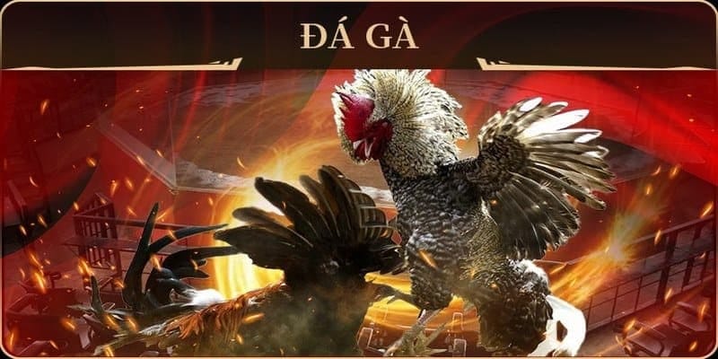 Mẹo cá cược đá gà new88 – Đánh nhanh, tính chuẩn, thắng chắc