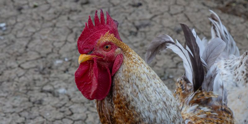 Tại sao bí quyết chăm sóc gà chọi không thể xem nhẹ?