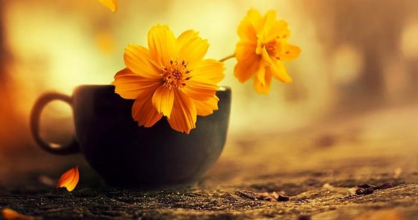 Từ đồng nghĩa với trân quý
