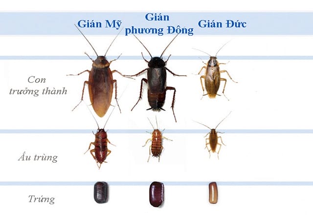 Khi nào nên dùng từ con gián