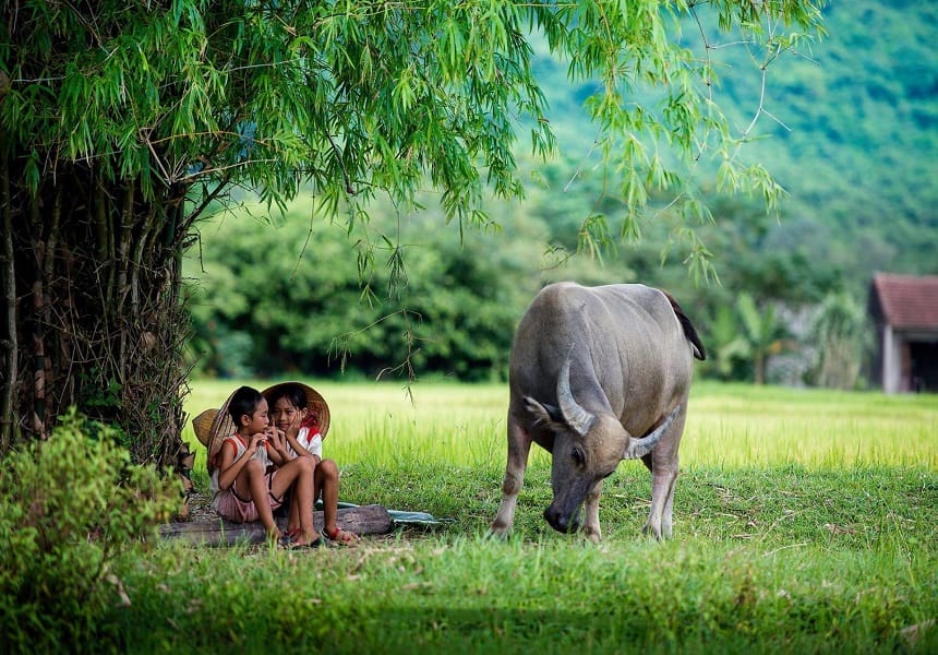 Chôn rau cắt rốn có đúng không