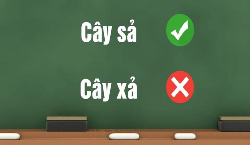 Lý do nhầm lẫn giữa củ sả và củ xả