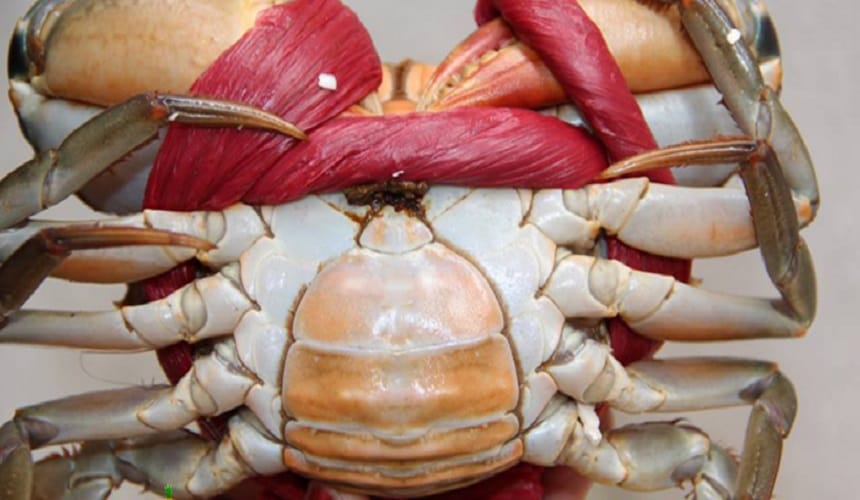 Mẹo phân biệt sơ cua và xơ cua