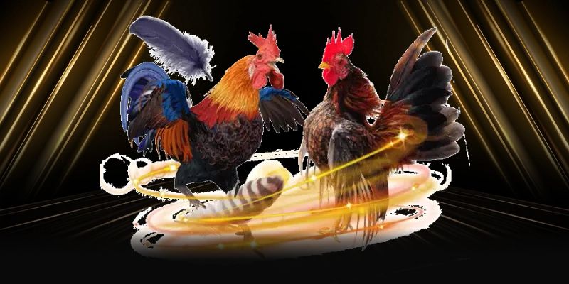 Cuộc chiến đá gà được phát sóng chất lượng