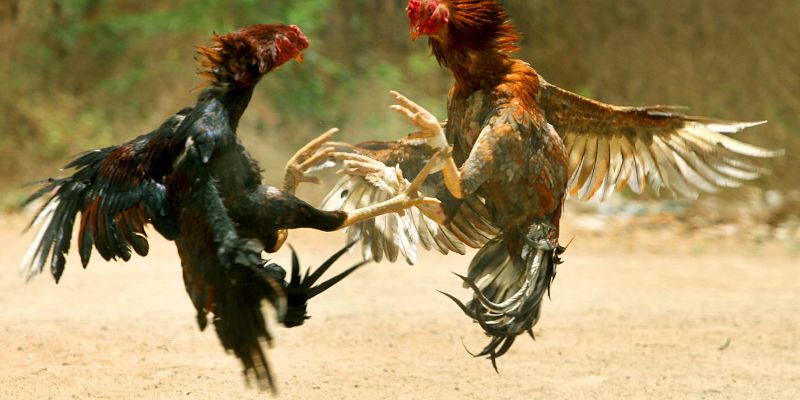 Cửa cược trong đá gà ăn tiền 88CLB