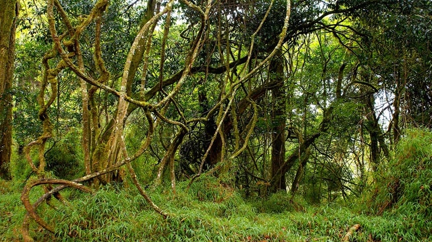 Rút dây động rừng là gì