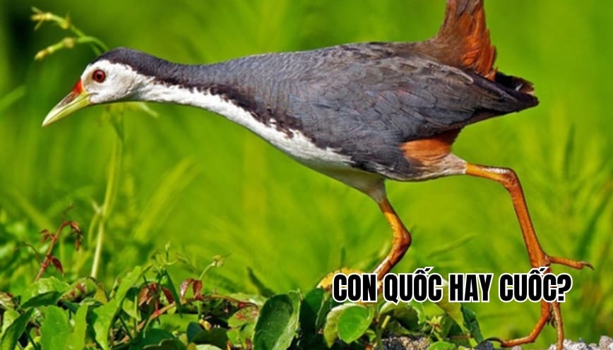 Con quốc hay cuốc: Hiểu đúng để không bao giờ viết sai