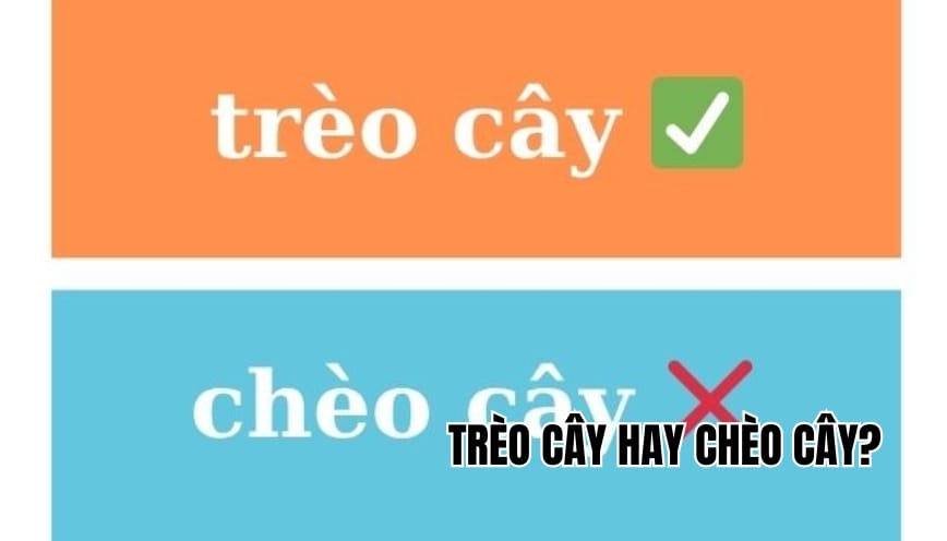 Trèo cây hay chèo cây đâu mới là từ vựng chuẩn tiếng Việt