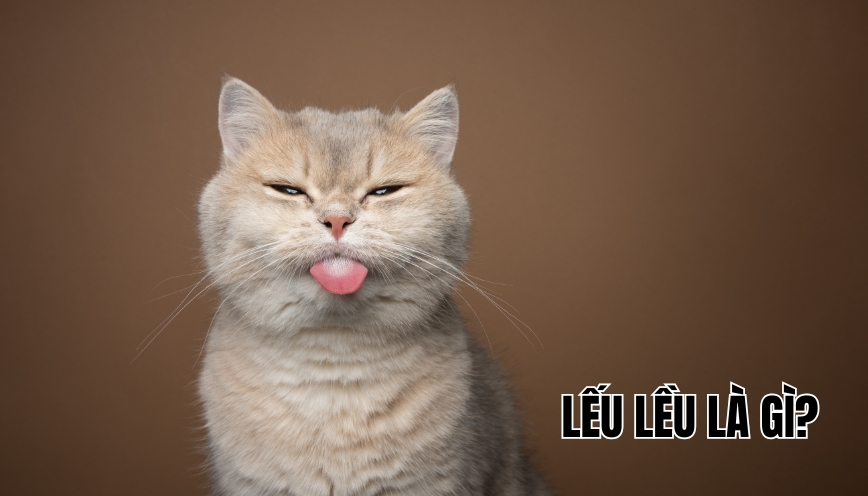 Lếu lều là gì?