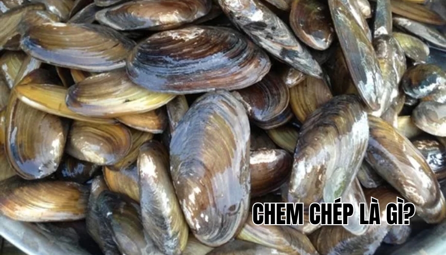 Chem chép là gì?