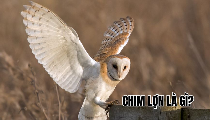 Chim lợn là gì?
