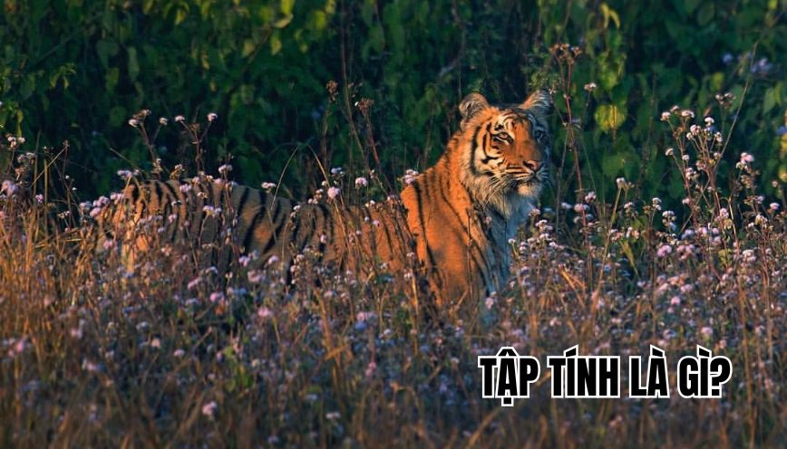 Tập tính là gì?