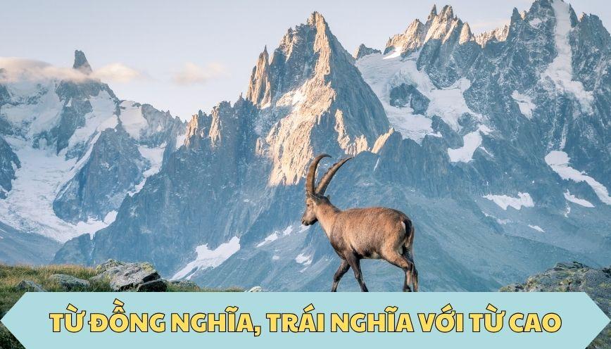 ​Từ đồng nghĩa, trái nghĩa với từ cao
