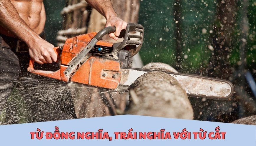 Từ đồng nghĩa, trái nghĩa với từ cắt