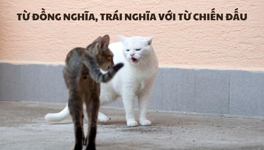 Hiểu đúng từ đồng nghĩa, trái nghĩa với từ chiến đấu